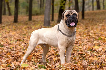 Best breeders, Bullmastiff, Top picks, 2022 HD wallpaper