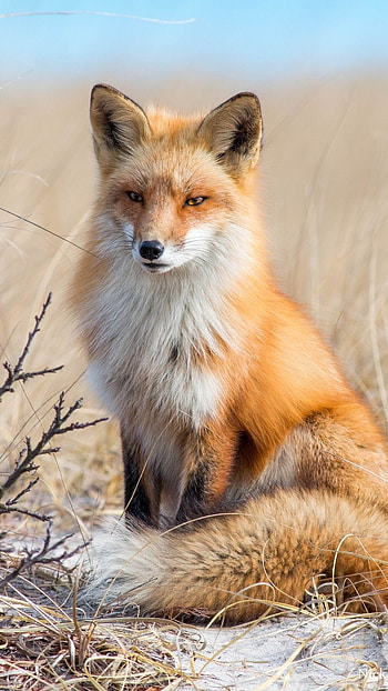 Fox, Adorable Animal, Cute HD phone wallpaper