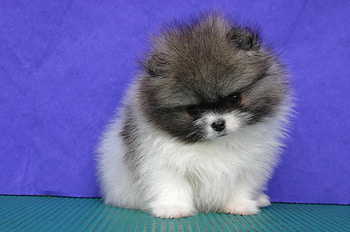 Animals, Dogs HD wallpaper