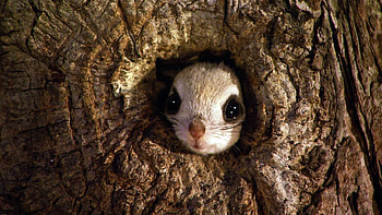 Animal, Flying Squirrel, Face, Japanese Dwarf Flying Squirrel, Squirrel, Tree HD wallpaper