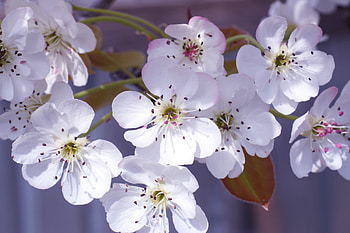 White flowers, close up, blossom, garden HD wallpaper