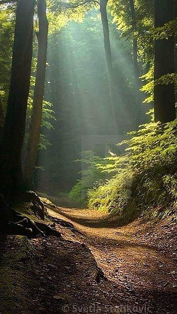 Forest, Natural, Natural Forest HD phone wallpaper