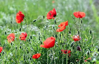 Plants, poppy, red flowers, summer HD wallpaper