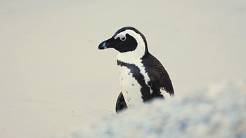 African penguins, Walking together, Antarctic explorers, Admiring penguins HD wallpaper
