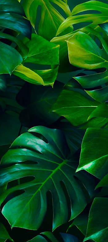 LoveLife, forest, green, leaf HD phone wallpaper