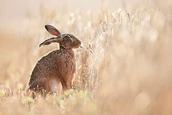 Brown hares, Farm wildlife, Stunning graphy, Down on the farm HD wallpaper