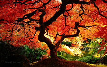 Japanese Maple Fall 482082 HD wallpaper