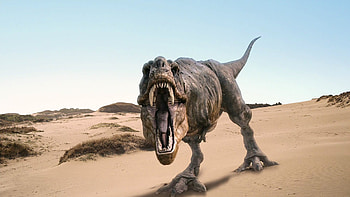 Animals, Dinosaurs HD wallpaper