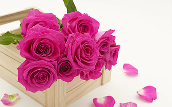 Bouquet of pink roses, , Breathtaking beauty, Vibrant colors HD wallpaper
