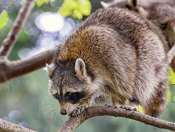 Funny, Animals, Branch, Animal, Raccoon HD wallpaper