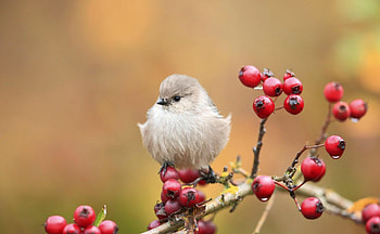 Cute bird moments, Vivid display, Playful poses, Adorable backgrounds HD wallpaper