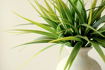 Leaves, Plant, Miscellanea, Miscellaneous, Vase HD wallpaper