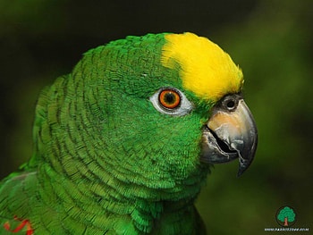 adi, birds, animals HD wallpaper
