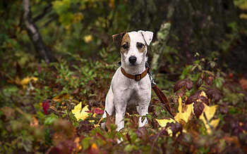 Animals, Grass, Leaves, Dog, Puppy HD wallpaper