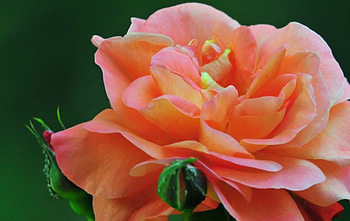 BEAUTIFUL ROSE for Barbs birtay April 8th tues, PRETTY, LOVELY, BEAUTIFUL, GORGEOUS HD wallpaper