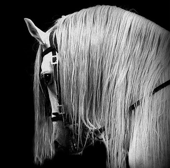 Black & White PRE, spanish, andalusian, horses, white, black, grey, pre HD wallpaper
