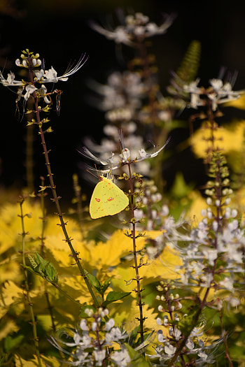 Flowers, Macro, Insect, Butterfly HD phone wallpaper