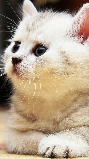 A Cute, Fluffy Kitten HD phone wallpaper
