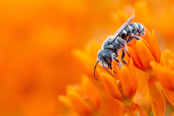 Flower, Macro, Bee, Pollen, Pollination HD wallpaper