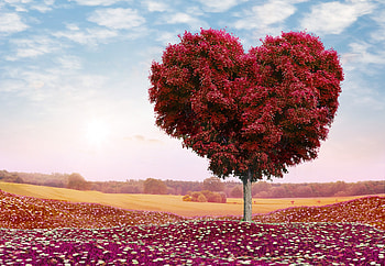 Leaves, Love, Wood, Tree, Heart, hop HD wallpaper
