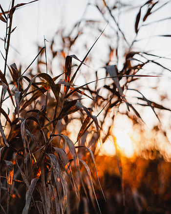 Plants, Nature, Sunset, Leaves, Cane, Reed HD phone wallpaper
