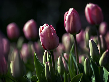 Flowers, Tulips, Night, Beauty, Field HD wallpaper