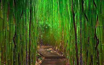 Landscape, Trees HD wallpaper