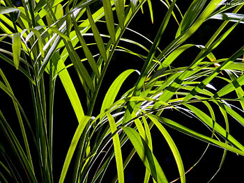 Nature, Grass, Leaves, Night HD wallpaper