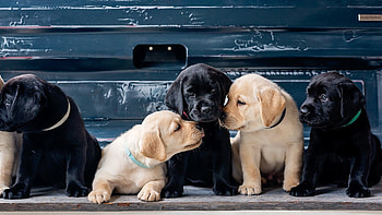 Siblings, Labrador Retriever HD wallpaper