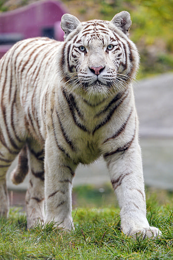 Animals, Predator, Big Cat, Wildlife, Tiger, White Tiger HD phone wallpaper
