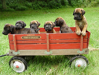Animals, Grass, Puppies, Trailer, Bullmastiff HD wallpaper