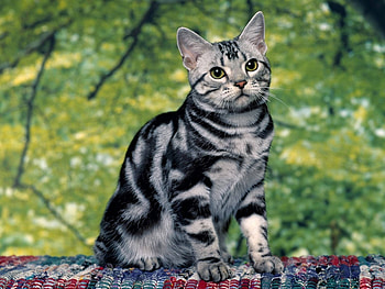 Animals, Cats HD wallpaper