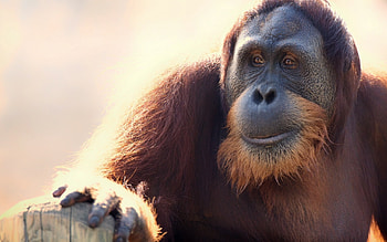 Orangutan, Apes HD wallpaper