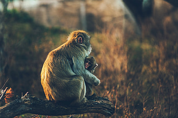 Animals, Monkeys, Young, Care, Joey HD wallpaper