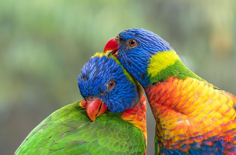 Animals, Birds, Parrots, Multicolored, Motley, Multicolor Lorikeet, Multi-Colored Loriket HD wallpaper