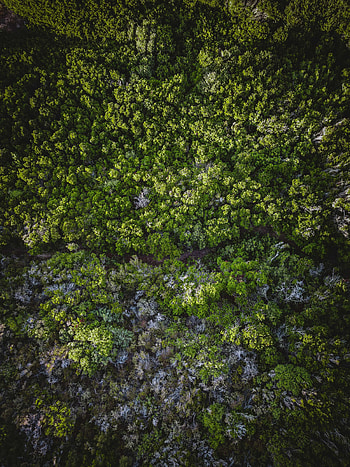 Nature, Trees, View From Above, Road, Forest HD phone wallpaper