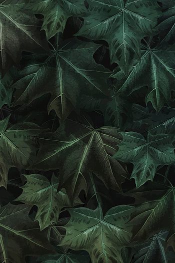 Green maple leaf, Hand-drawn, Patterned background, Vector HD phone wallpaper