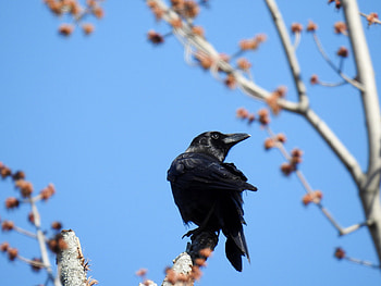 Spring Crow, Bird, graphy, Crow, Tree, Spring, Sky HD wallpaper
