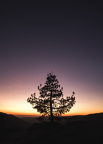 Nature, Sunset, Horizon, Wood, Tree HD phone wallpaper