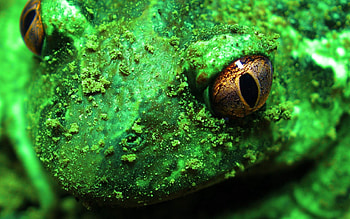 Animals, Macro, Frog, Toad HD wallpaper