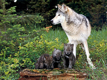 wolf puppies, puppies, grass, white, wolf HD wallpaper