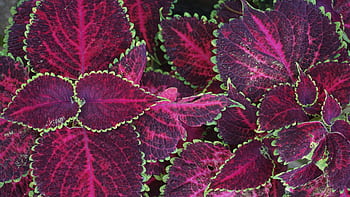 Close-up of colorful Coleus leaves showcasing vibrant red and green patterns. HD wallpaper