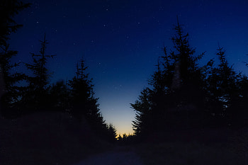 Trees, Night, Dark, Starry Sky HD wallpaper