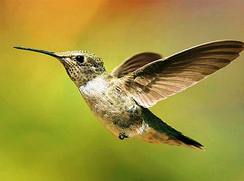 Hummingbird in Flight, beak, wings, bird, hummingbird, nature HD wallpaper