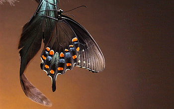 Patterns, Macro, Butterfly, Wings HD wallpaper