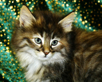 Cat, cats, art HD wallpaper