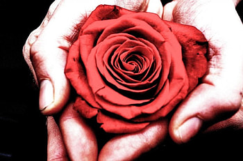 With LOVE , rose, love, red, hands, holding HD wallpaper