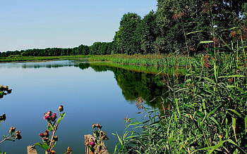 Nature, Rivers, Trees, Grass, Plant HD wallpaper