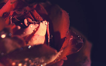 Drops, Macro, Rose Flower, Rose, Velvet HD wallpaper
