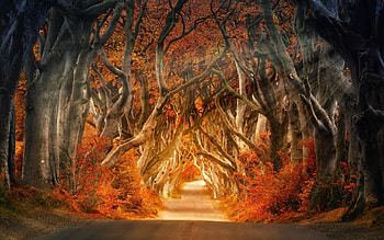 Fall beauty in , Nature's palette, Seasonal , Captivating scenes HD wallpaper